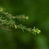 Fotografia 8 da espécie Tsuga heterophylla do Jardim Botânico UTAD