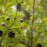 Fotografia 10 da espécie Tsuga heterophylla do Jardim Botânico UTAD