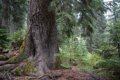 Fotografia da espécie Tsuga heterophylla