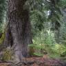 Fotografia 13 da espécie Tsuga heterophylla do Jardim Botânico UTAD