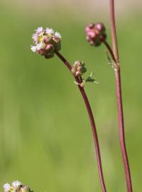 Fotografia da espécie Sanguisorba minor subesp. minor