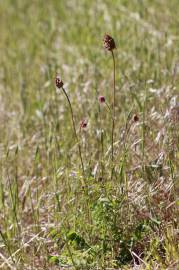 Fotografia da espécie Sanguisorba minor subesp. minor