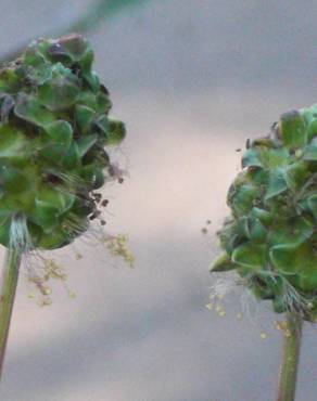 Fotografia 4 da espécie Sanguisorba minor subesp. minor no Jardim Botânico UTAD