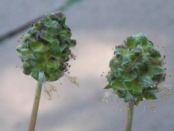 Fotografia da espécie Sanguisorba minor subesp. minor