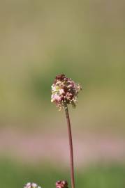 Fotografia da espécie Sanguisorba minor subesp. minor