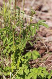 Fotografia da espécie Sanguisorba minor subesp. minor