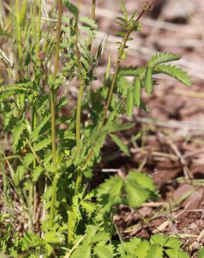 Fotografia 6 da espécie Sanguisorba minor subesp. minor no Jardim Botânico UTAD