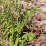 Fotografia 6 da espécie Sanguisorba minor subesp. minor do Jardim Botânico UTAD