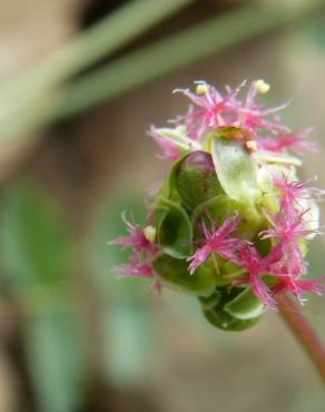 Fotografia 7 da espécie Sanguisorba minor subesp. minor no Jardim Botânico UTAD