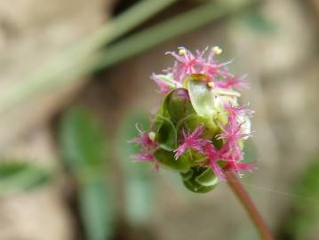 Fotografia da espécie Sanguisorba minor subesp. minor