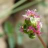 Fotografia 7 da espécie Sanguisorba minor subesp. minor do Jardim Botânico UTAD