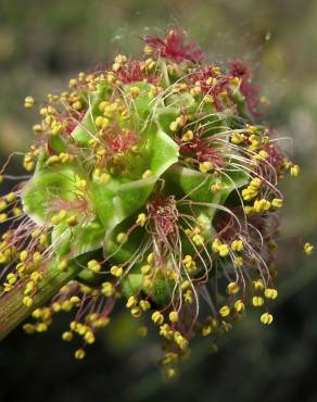 Fotografia 8 da espécie Sanguisorba minor subesp. minor no Jardim Botânico UTAD