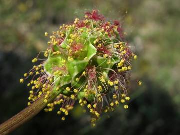 Fotografia da espécie Sanguisorba minor subesp. minor