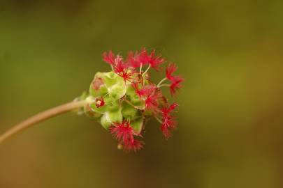 Fotografia da espécie Sanguisorba minor subesp. minor