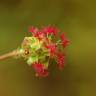 Fotografia 9 da espécie Sanguisorba minor subesp. minor do Jardim Botânico UTAD