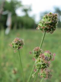 Fotografia da espécie Sanguisorba minor subesp. minor