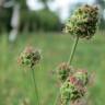 Fotografia 10 da espécie Sanguisorba minor subesp. minor do Jardim Botânico UTAD