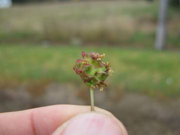 Fotografia da espécie Sanguisorba minor subesp. minor