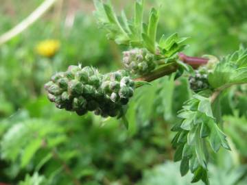 Fotografia da espécie Sanguisorba minor subesp. minor