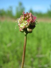 Fotografia da espécie Sanguisorba minor subesp. minor