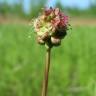 Fotografia 13 da espécie Sanguisorba minor subesp. minor do Jardim Botânico UTAD