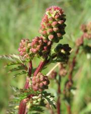 Fotografia da espécie Sanguisorba minor