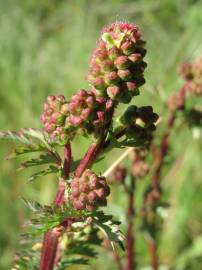 Fotografia da espécie Sanguisorba minor subesp. minor