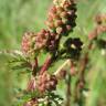 Fotografia 1 da espécie Sanguisorba minor subesp. minor do Jardim Botânico UTAD