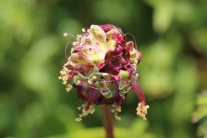 Fotografia da espécie Sanguisorba minor subesp. minor