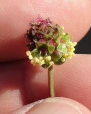 Fotografia da espécie Sanguisorba verrucosa