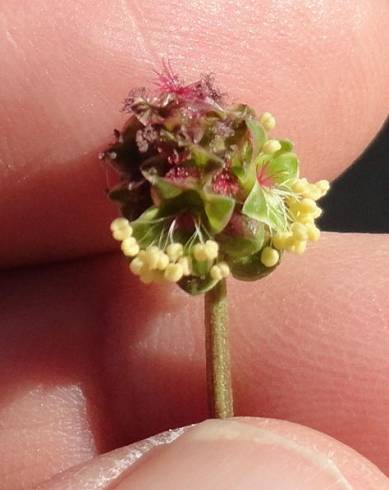 Fotografia de capa Sanguisorba verrucosa - do Jardim Botânico