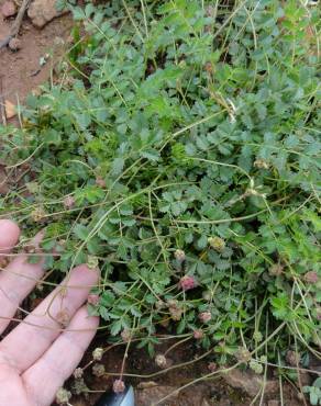 Fotografia 4 da espécie Sanguisorba verrucosa no Jardim Botânico UTAD