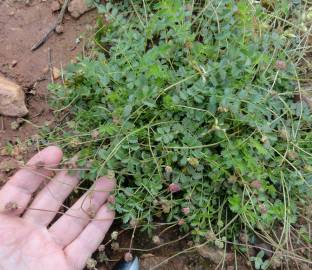 Fotografia da espécie Sanguisorba verrucosa