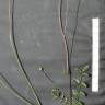 Fotografia 5 da espécie Sanguisorba verrucosa do Jardim Botânico UTAD