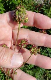 Fotografia da espécie Sanguisorba officinalis