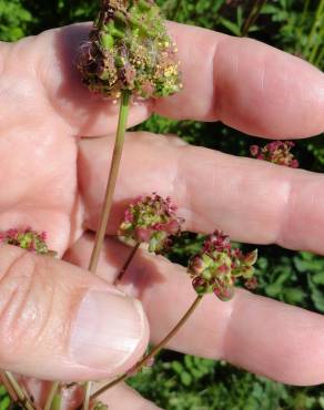 Fotografia 11 da espécie Sanguisorba officinalis no Jardim Botânico UTAD