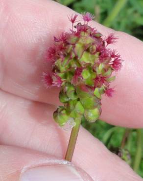 Fotografia 12 da espécie Sanguisorba officinalis no Jardim Botânico UTAD