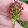 Fotografia 12 da espécie Sanguisorba officinalis do Jardim Botânico UTAD