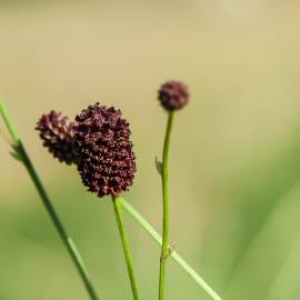 Fotografia da espécie Sanguisorba officinalis