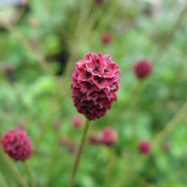 Fotografia da espécie Sanguisorba officinalis