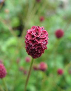 Fotografia 14 da espécie Sanguisorba officinalis no Jardim Botânico UTAD