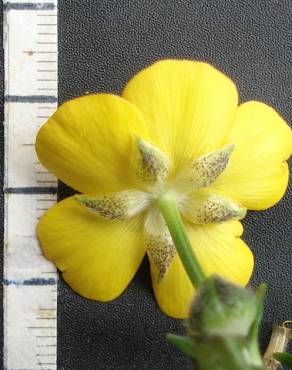 Fotografia 13 da espécie Ranunculus repens no Jardim Botânico UTAD