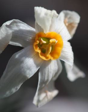 Fotografia 2 da espécie Narcissus serotinus no Jardim Botânico UTAD