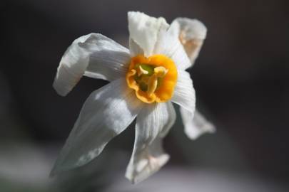 Fotografia da espécie Narcissus serotinus