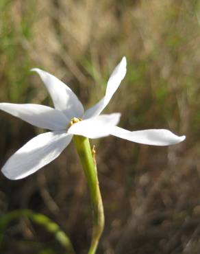 Fotografia 3 da espécie Narcissus serotinus no Jardim Botânico UTAD