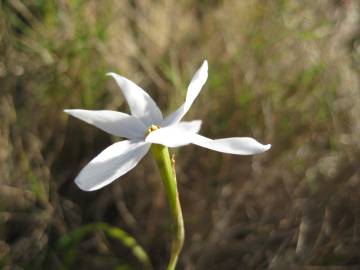 Fotografia da espécie Narcissus serotinus