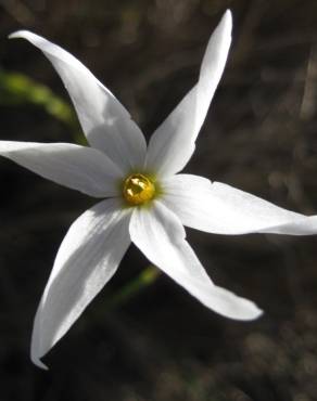 Fotografia 4 da espécie Narcissus serotinus no Jardim Botânico UTAD