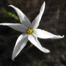 Fotografia 4 da espécie Narcissus serotinus do Jardim Botânico UTAD