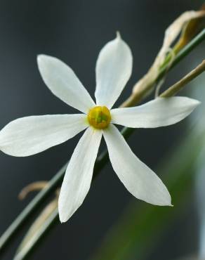 Fotografia 6 da espécie Narcissus serotinus no Jardim Botânico UTAD