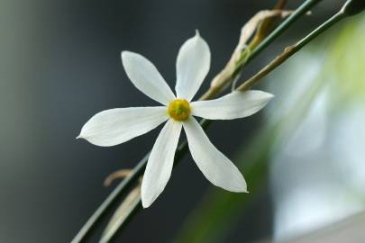 Fotografia da espécie Narcissus serotinus